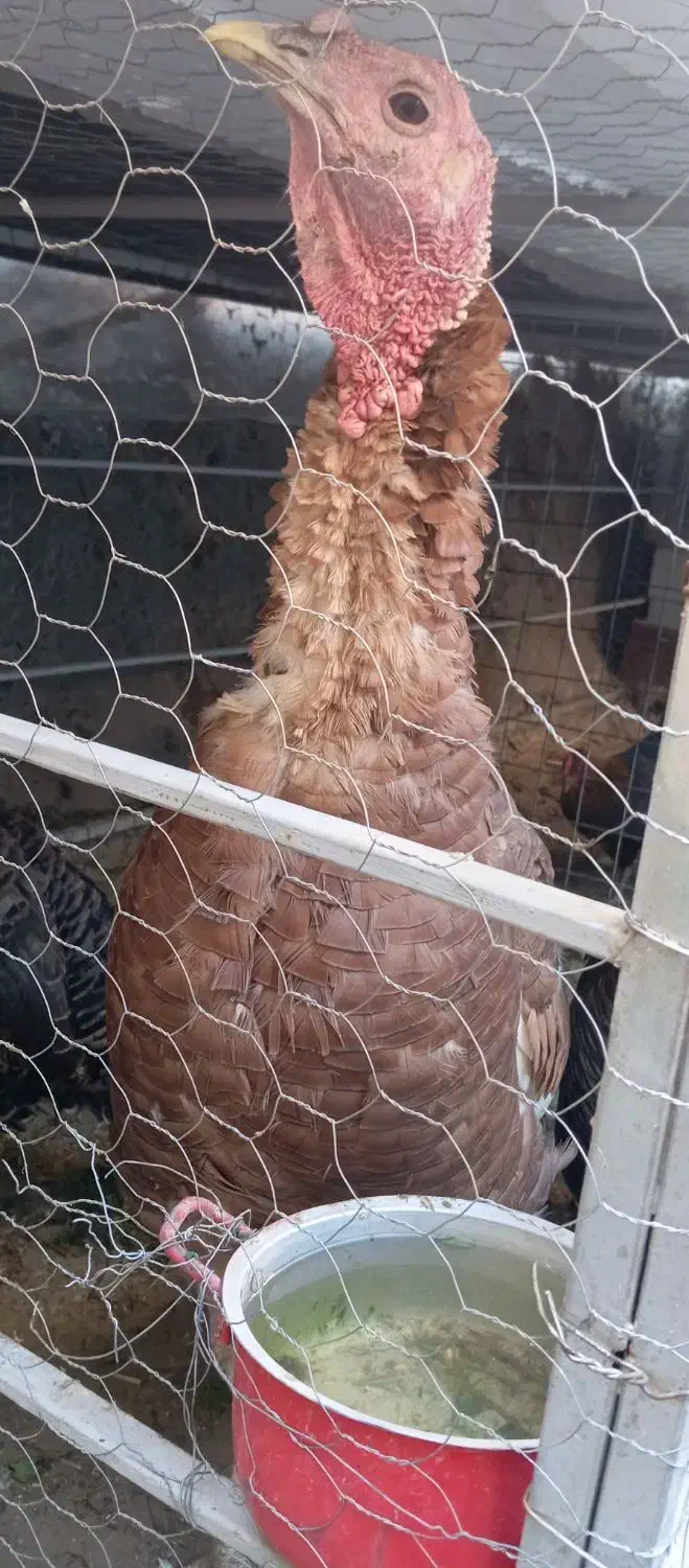 بوقلمون|حیوانات مزرعه|مشگین شهر, |دیوار