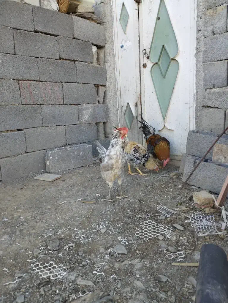 خروس|حیوانات مزرعه|سنندج, |دیوار