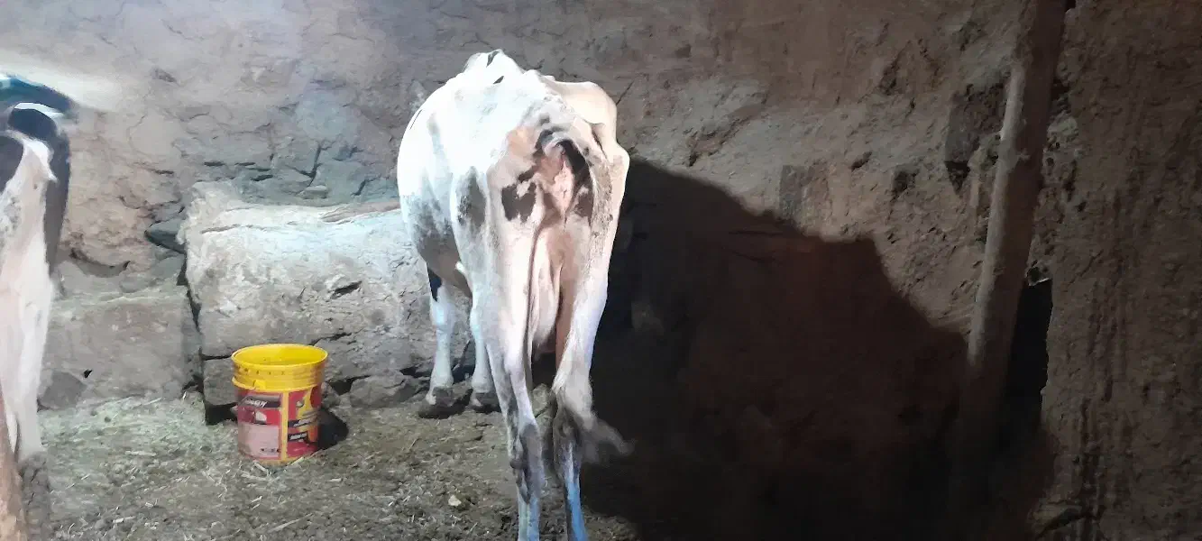 گاوو گوساله نر دوباره آبستن|حیوانات مزرعه|سارال, |دیوار