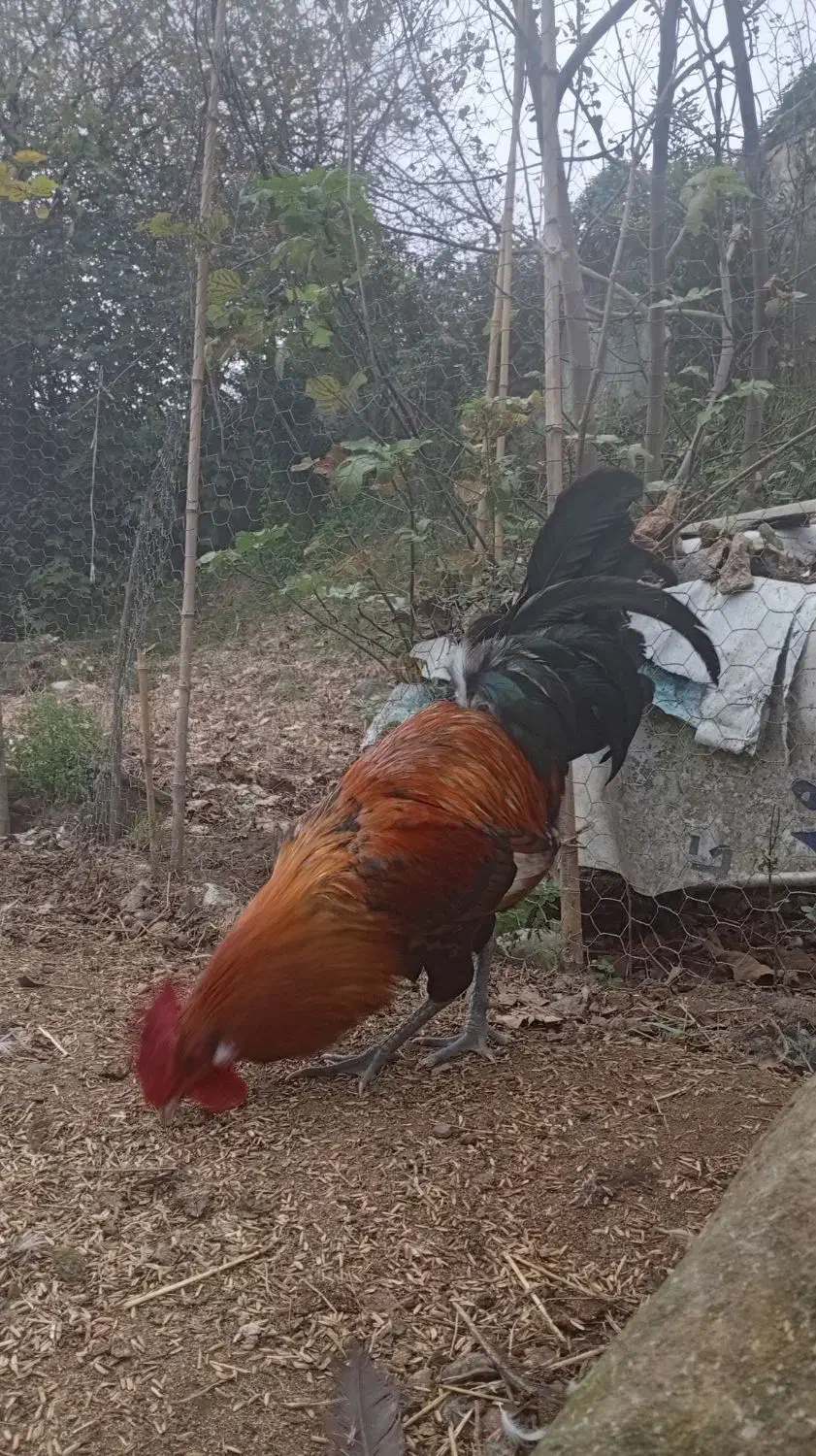 خروس جوان|حیوانات مزرعه|عباسآباد, |دیوار