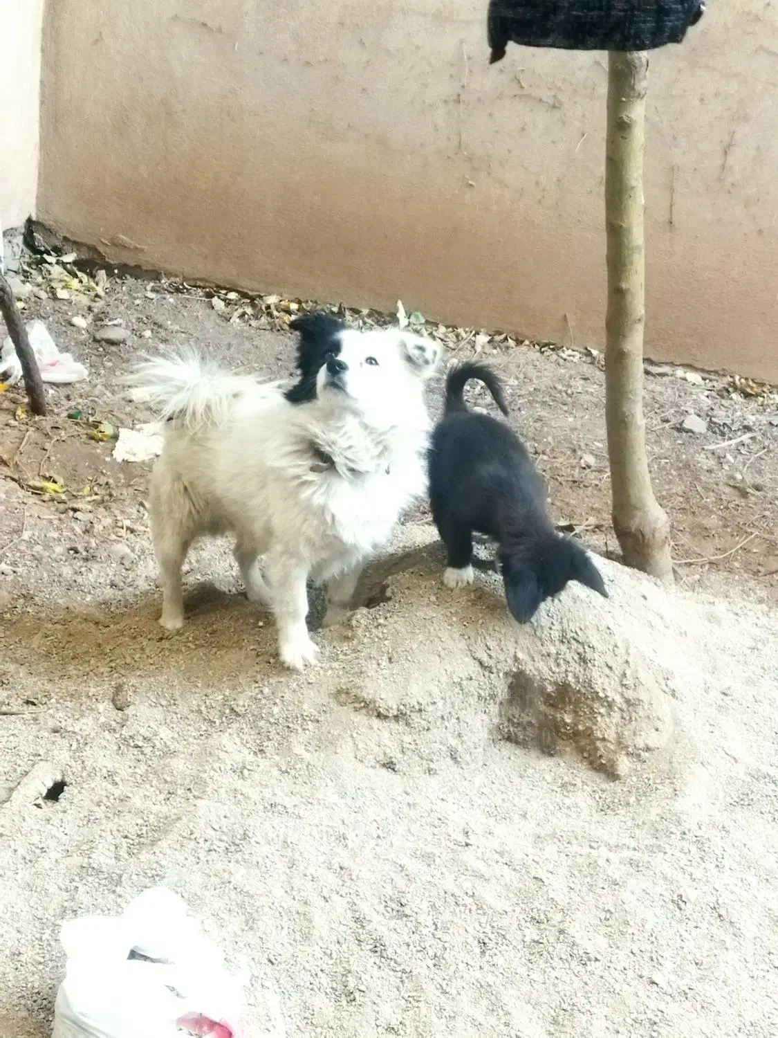 سگ فروشی|سگ|اقبالیه, |دیوار