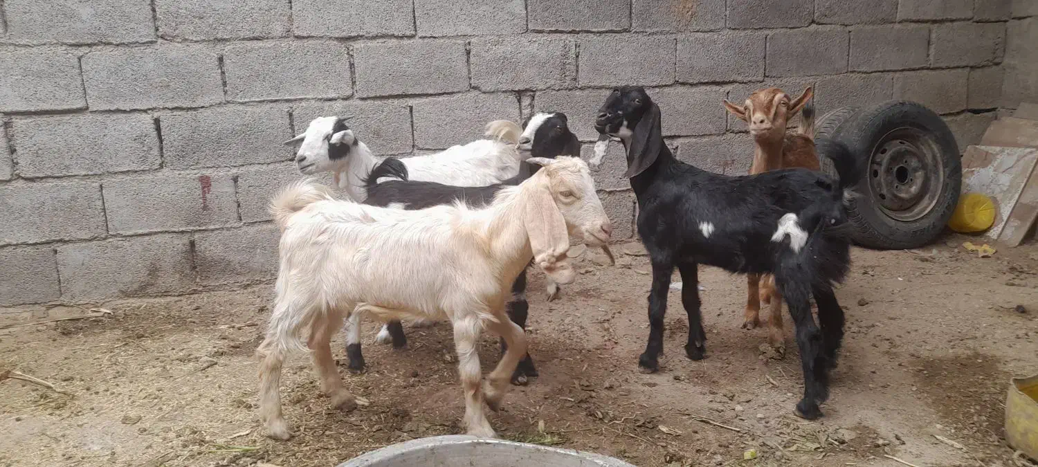 بز ۵ عدد نر اوماده|حیوانات مزرعه|شادگان, |دیوار