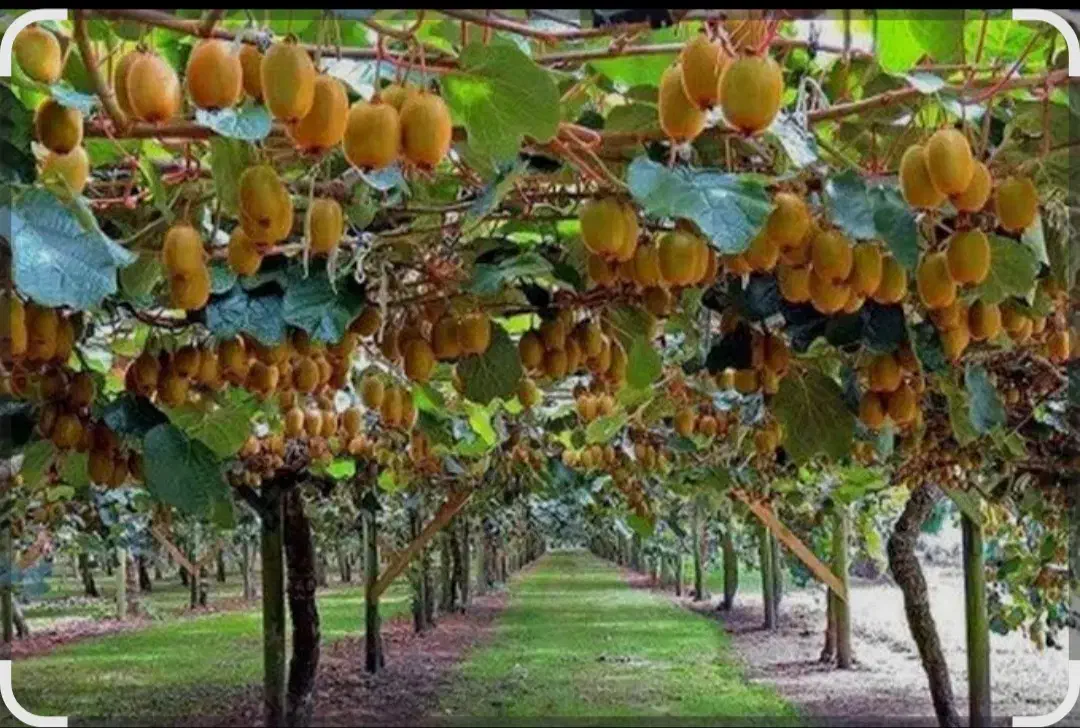 فرصت استثنایی زمین مسکونی و باغ کیوی ۸تنی سطلسر|فروش زمین و ملک کلنگی|لاهیجان, لیل|دیوار