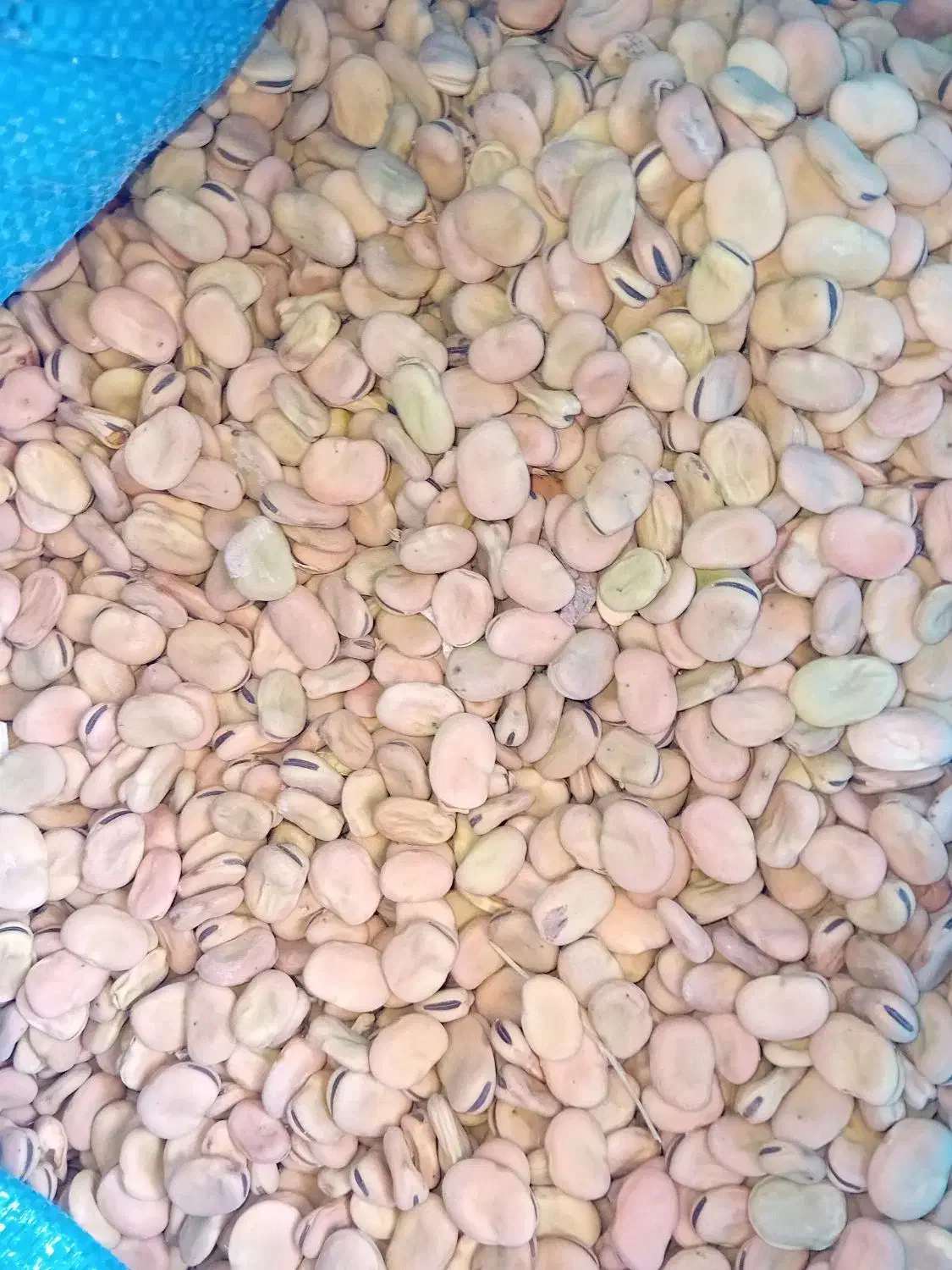 باقله شاخ بزی درجه یک|خوردنی و آشامیدنی|چگنی, |دیوار