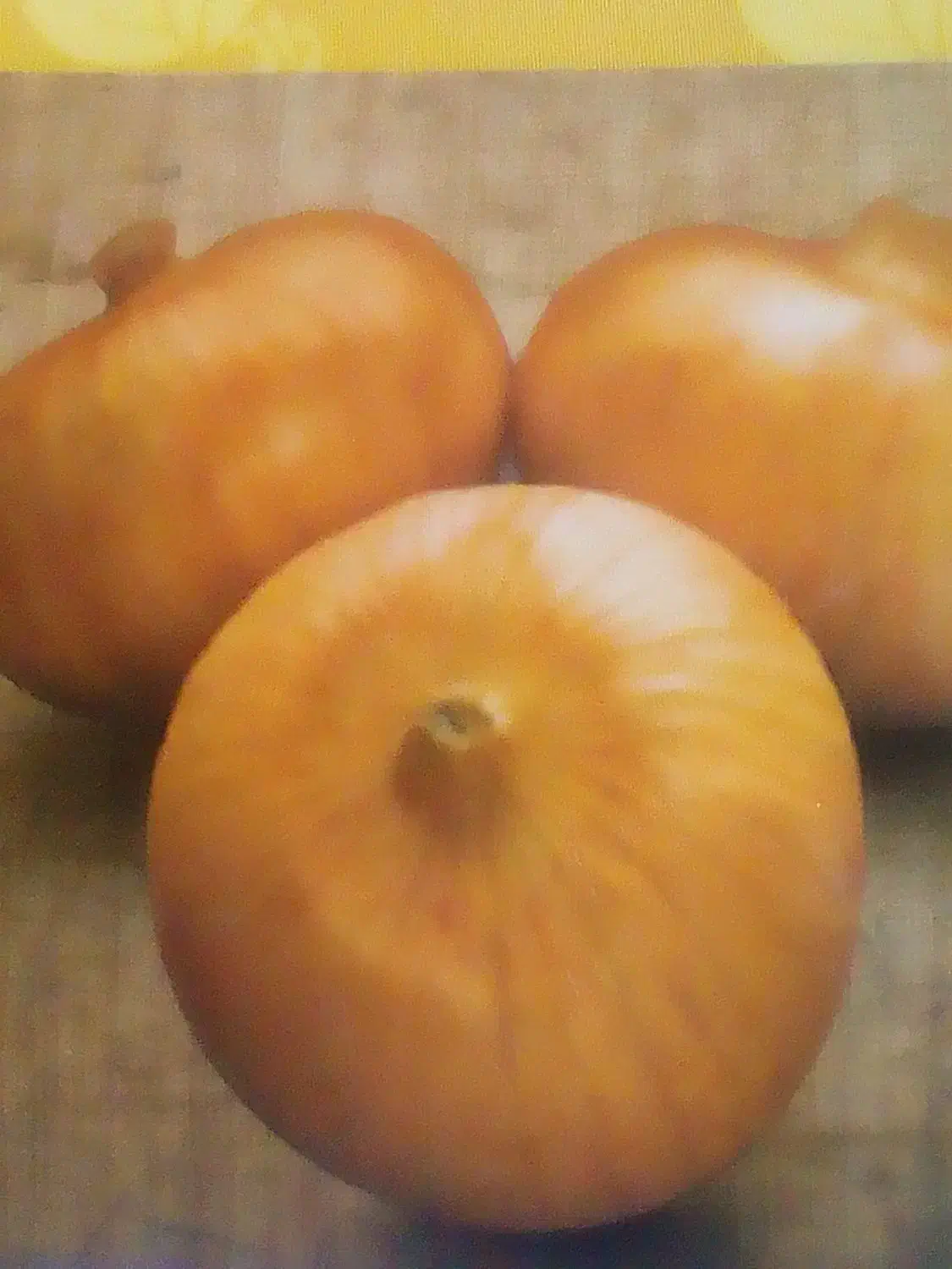 نهال پیاز مینروا. و. زرد|خدمات باغبانی و درختکاری|درب بهشت, |دیوار