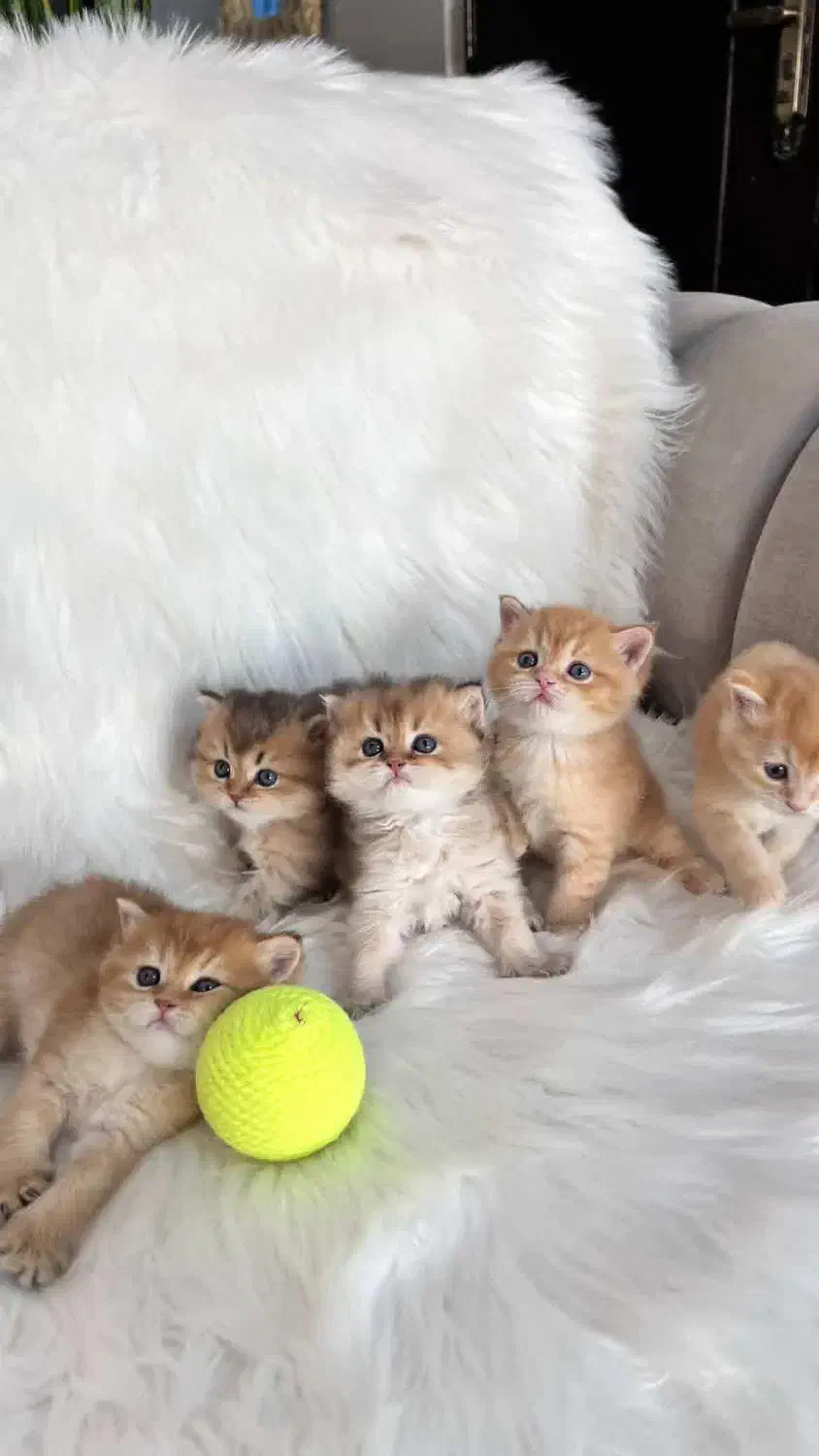 گربه در تمامی نژادها ( اسکاتیش پرشین بریتیش )|گربه|اهواز, کیانپارس |دیوار