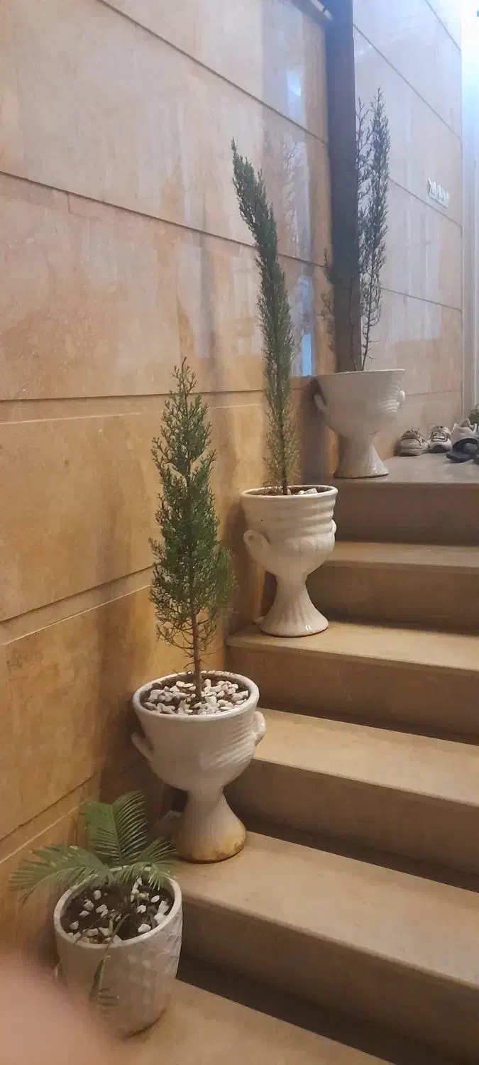 گیاه و گلدان سرو|گل و گیاه طبیعی|قم, شاه ابراهیم|دیوار