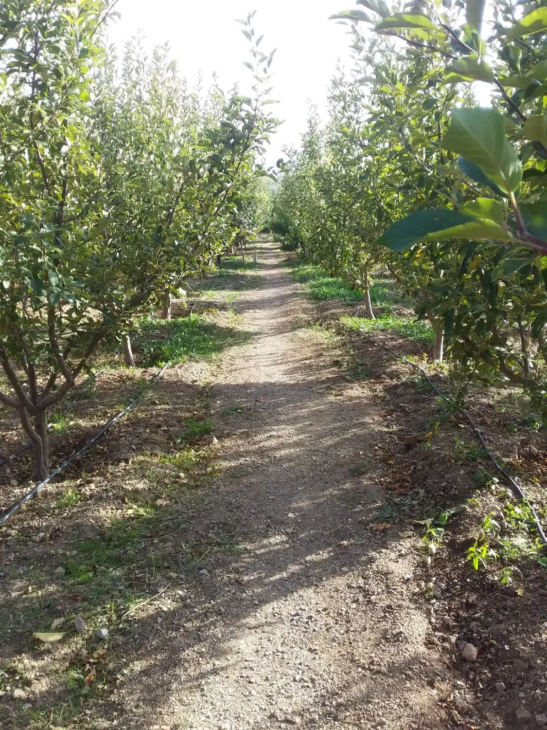 باغچه سرحال دماوندجابان سند تکبرگ|فروش زمین و ملک کلنگی|دماوند, دماوند|دیوار