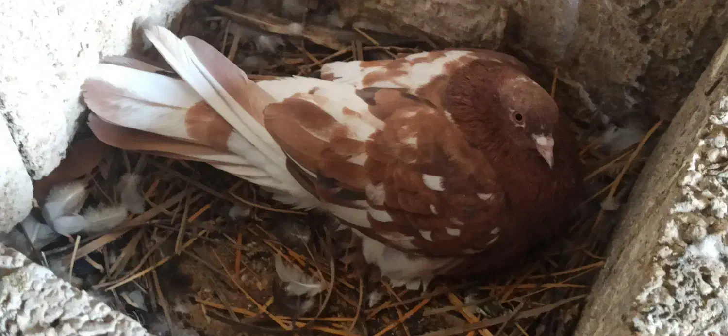 معاوضه|پرنده|بندر گناوه, |دیوار