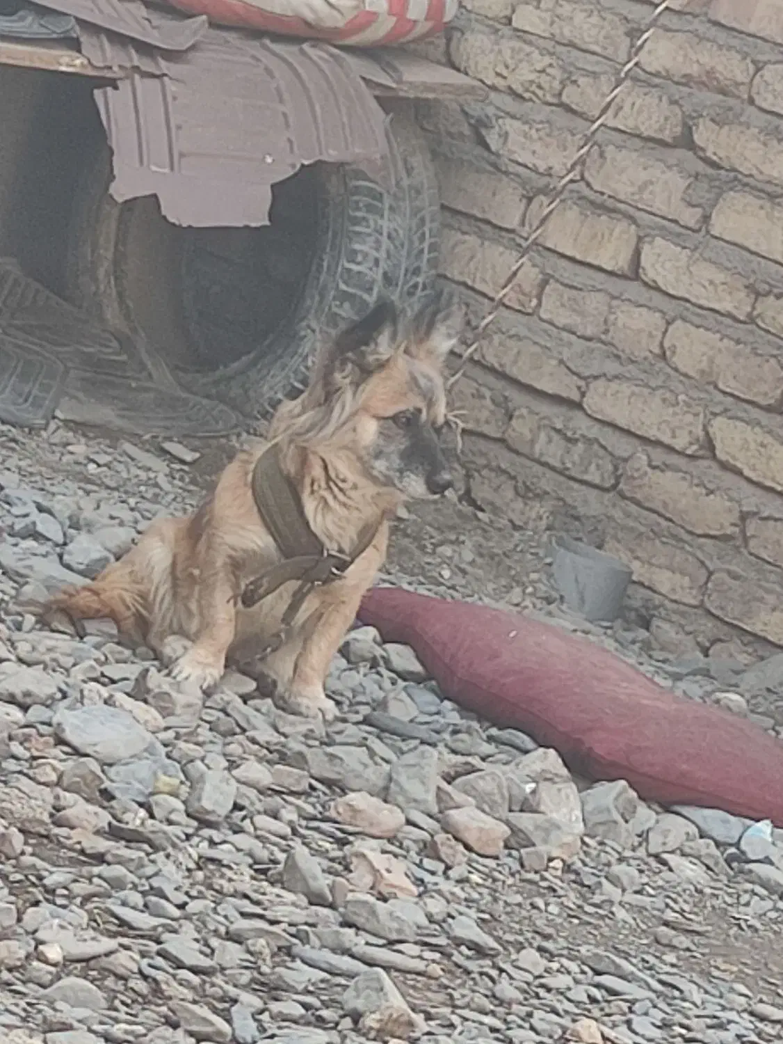 سگ نژاد دار|سگ|نیشابور, مازول|دیوار