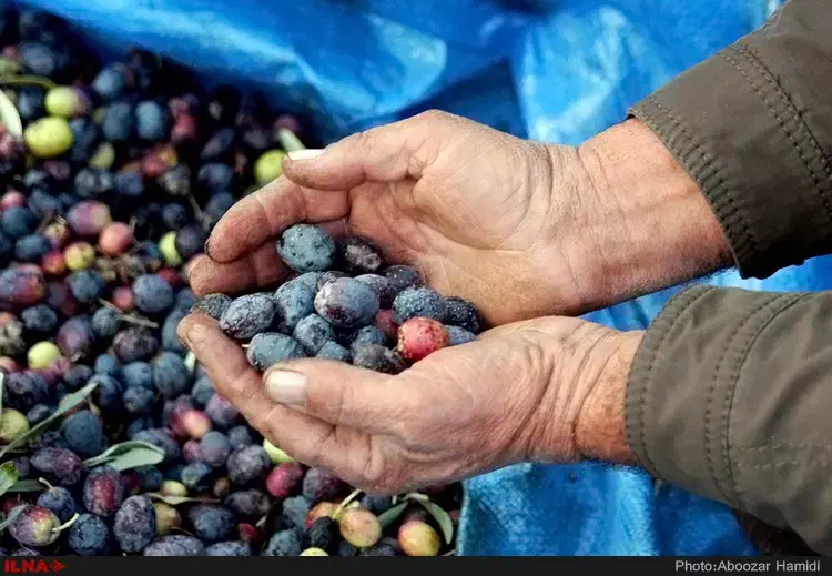 زیتون روغنی|خدمات باغبانی و درختکاری|سرپل ذهاب, |دیوار