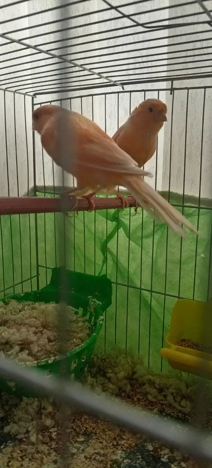 نر وماده سرخ فروشی|پرنده|تربت‌حیدریه, پائین ولایت|دیوار