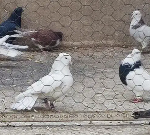 کبوتر|پرنده|تهران, امیریه|دیوار