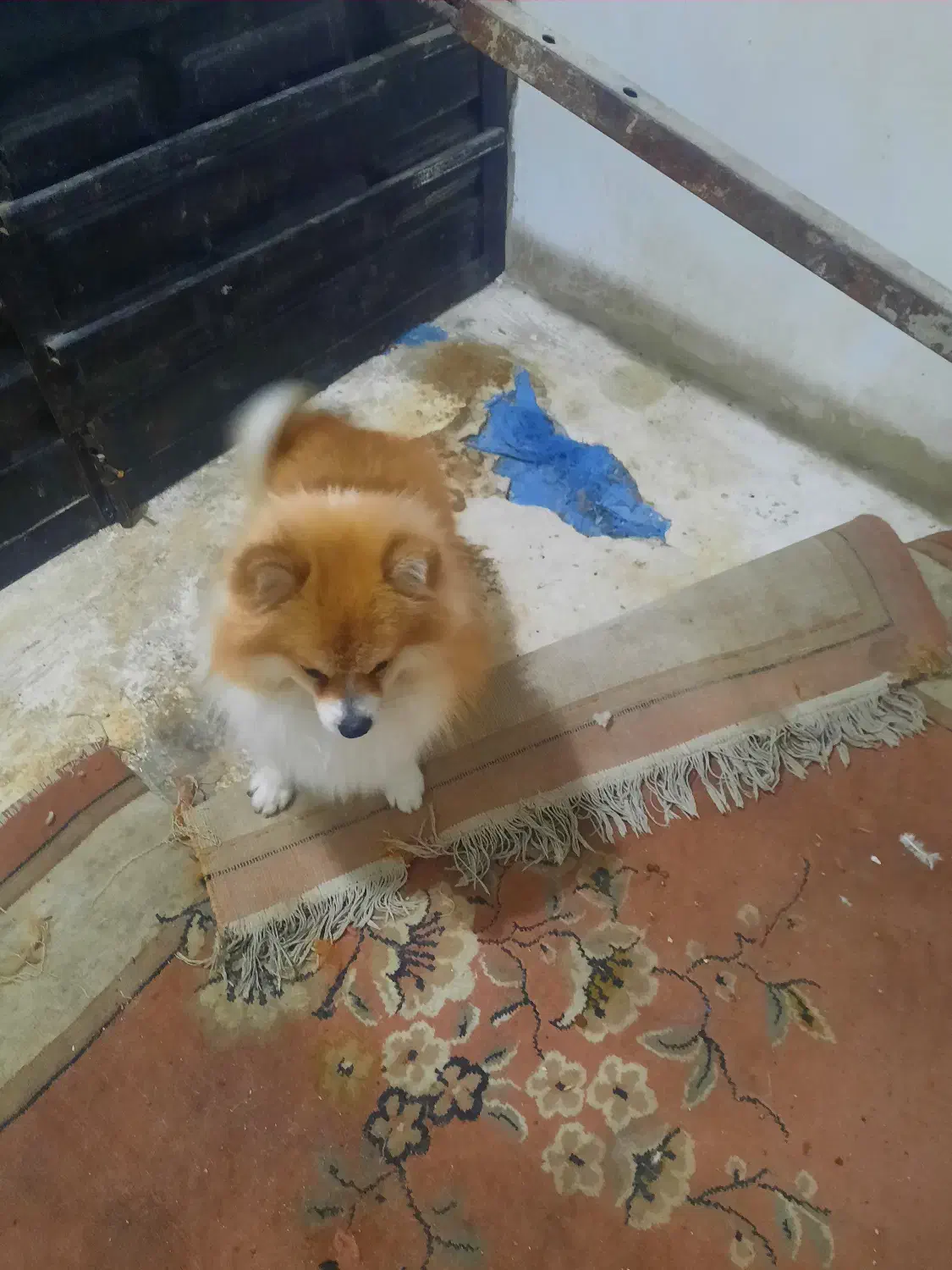 سک پامر|سگ|گرگان, |دیوار