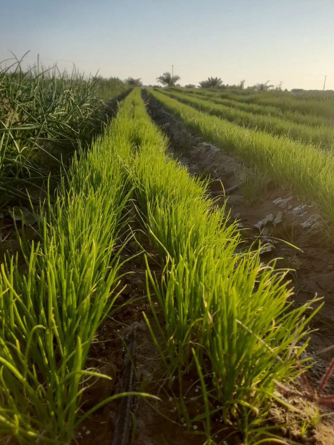 ۲کیلو نشا  پیاز زرد فروشی|گل و گیاه طبیعی|عنبرآباد, |دیوار