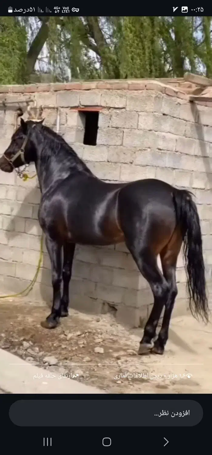 اسب شوروی|اسب و تجهیزات اسب‌سواری|ارومیه, |دیوار