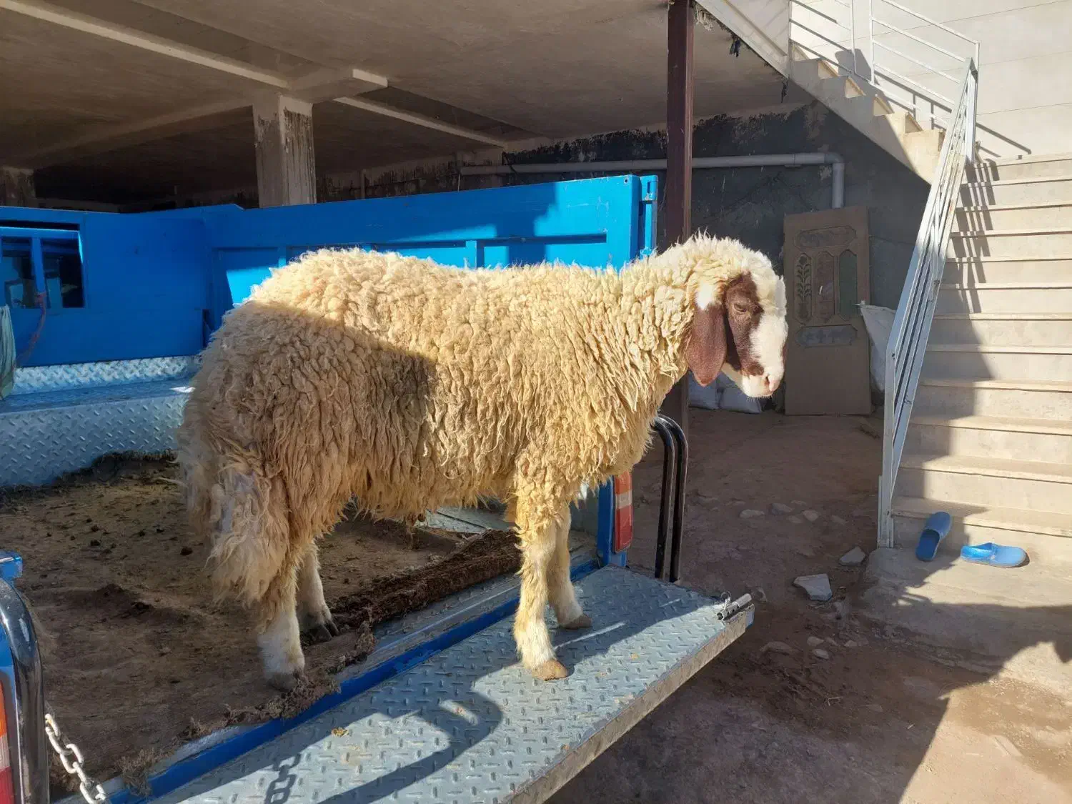 بره قوچ داشتی|حیوانات مزرعه|اسلامآباد غرب, |دیوار