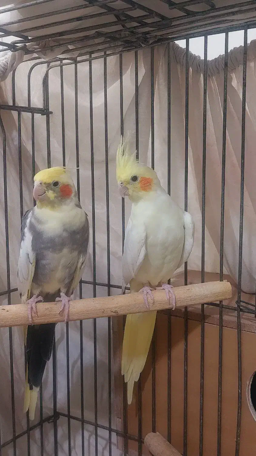 دو جفت عروس هلندی مولد|پرنده|ری, هاشم‌آباد|دیوار