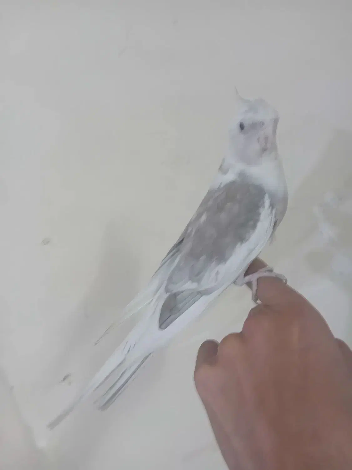 عروس هلندی دستی دستی|پرنده|نجفآباد, صالح آباد|دیوار