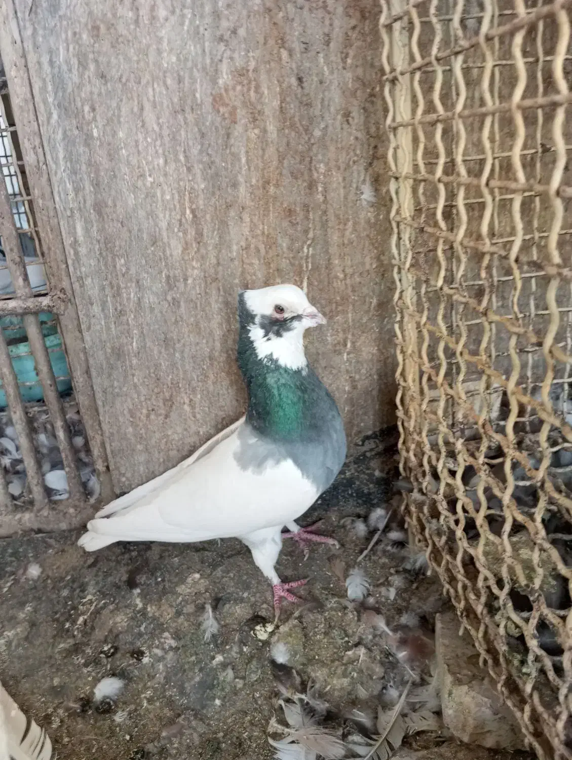 کبوتر بهبهانی ساتن معاوضه فقط با قناری سهره نر|پرنده|شیراز, لاله|دیوار