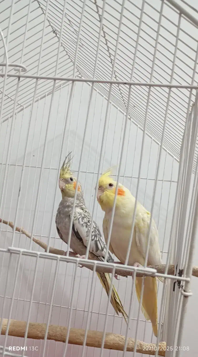 دو جفت عروس هلندی و پاریس|پرنده|سوسنگرد, |دیوار