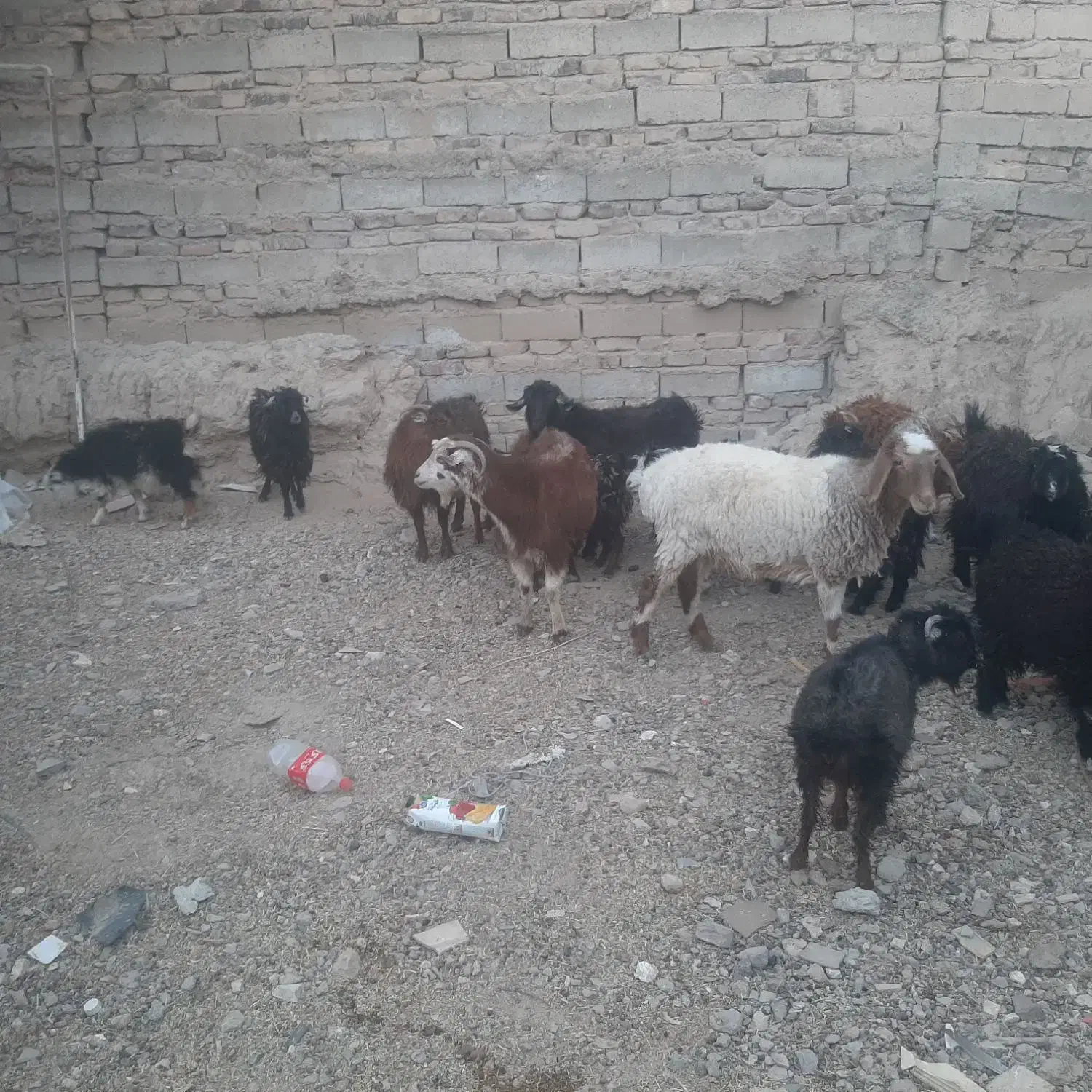 بز وبزغاله ویک بره جری ماده درشت وچاق|حیوانات مزرعه|زاهدان, |دیوار