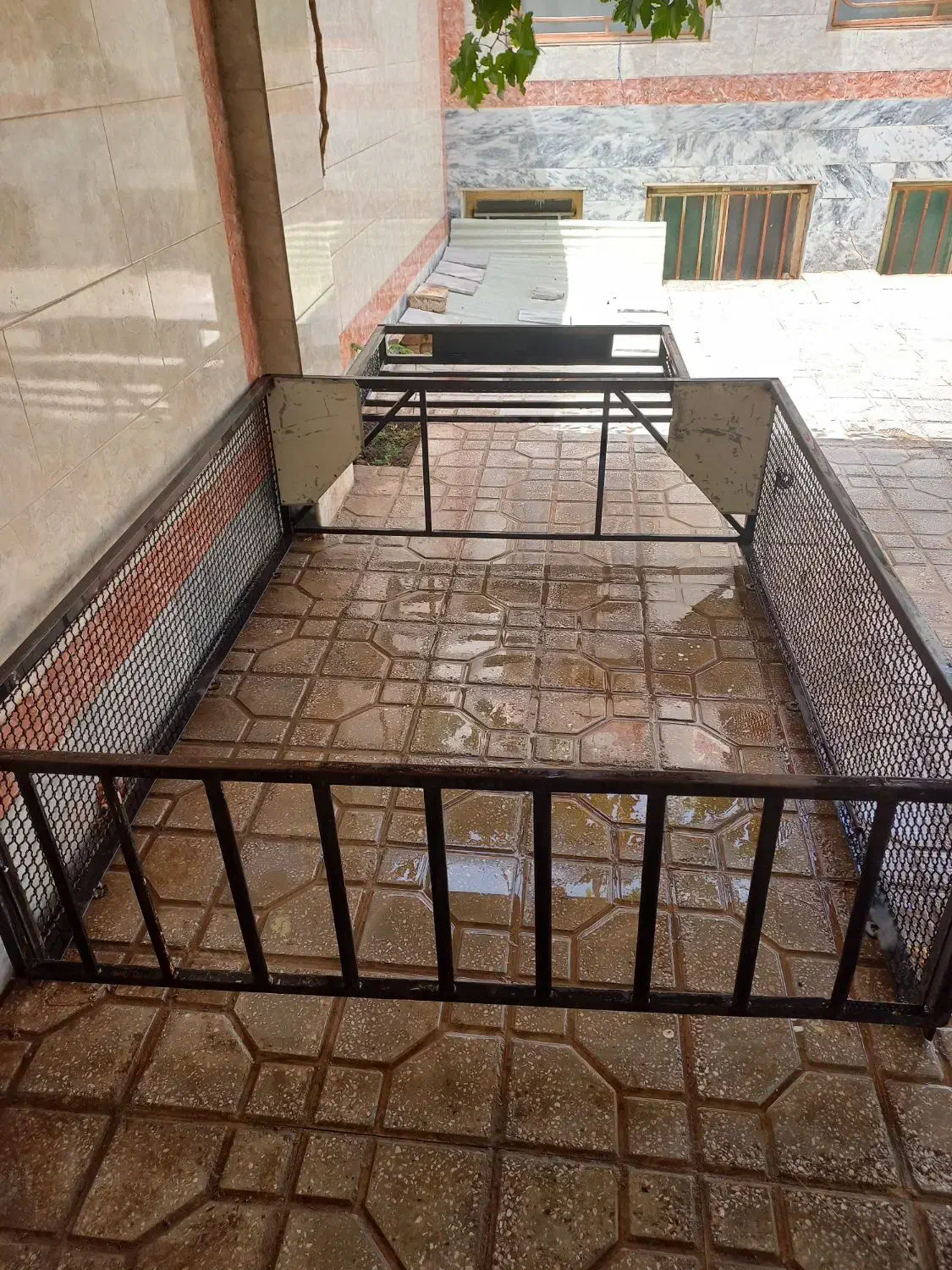 کبوتر|پرنده|گناباد, |دیوار