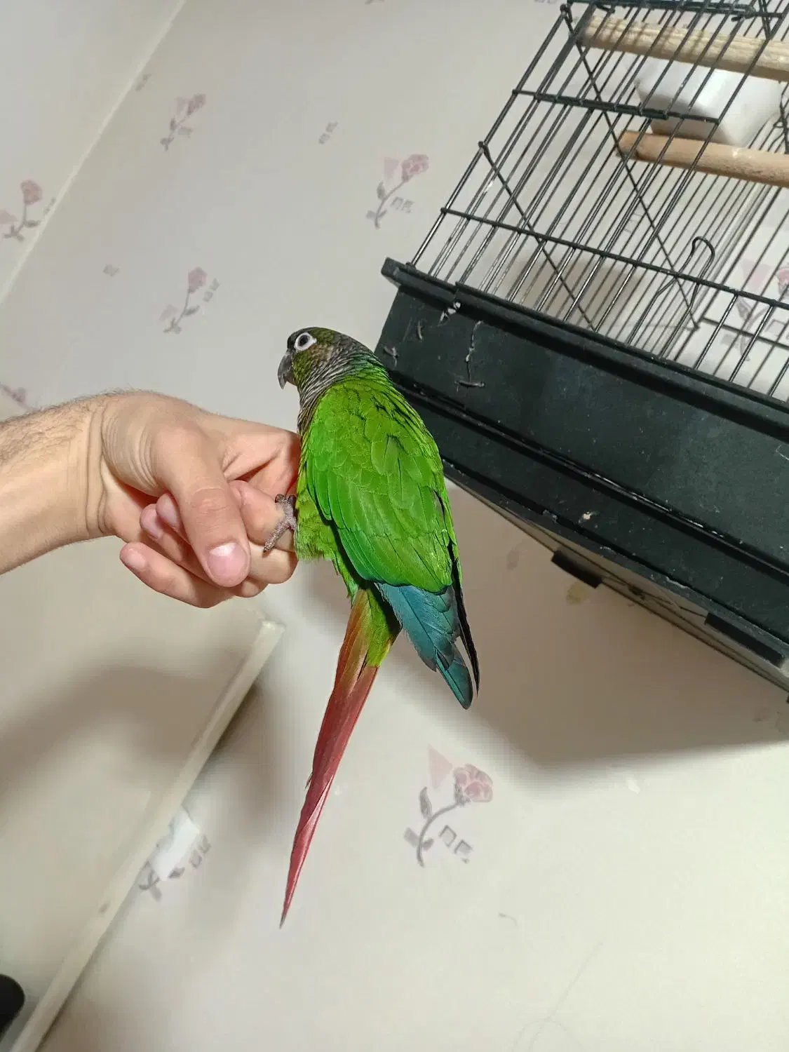 گرنچیک فول اهلی|پرنده|خوی, |دیوار