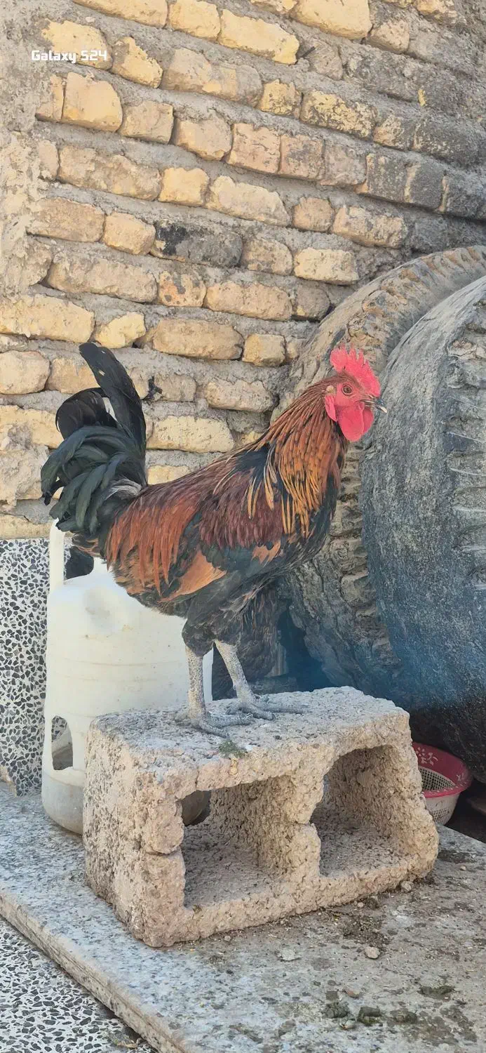 جوجه خروس محلی اصل به شرط|حیوانات مزرعه|شیراز, تاچارا|دیوار