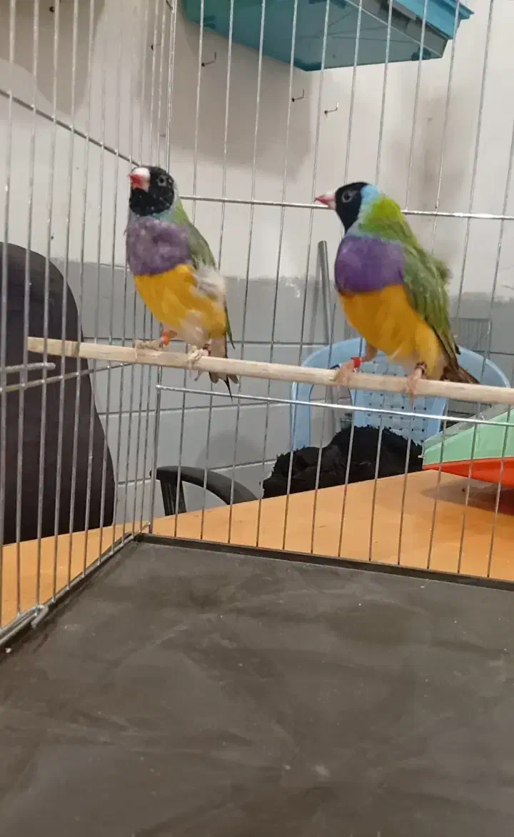 تعدادی گلدین بالغ و جوجه|پرنده|صباشهر, |دیوار