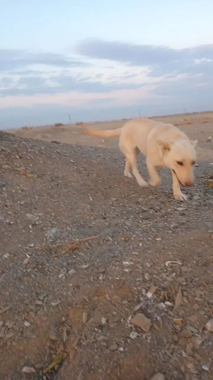 سگ پاکوتاه|سگ|گلبهار, شهر جدید گلبهار|دیوار