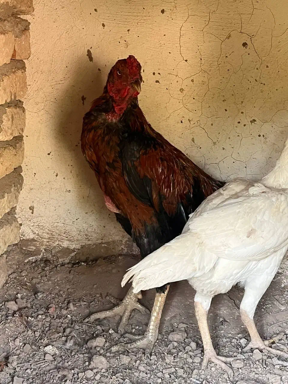 خروس لاری اصیل|حیوانات مزرعه|خاوران, |دیوار