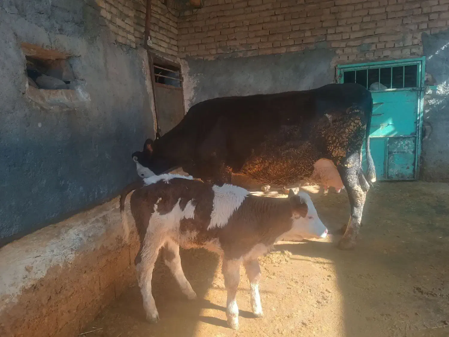 گاو همراه گوساله ماده و تلیسه آبستن|حیوانات مزرعه|بجنورد, |دیوار