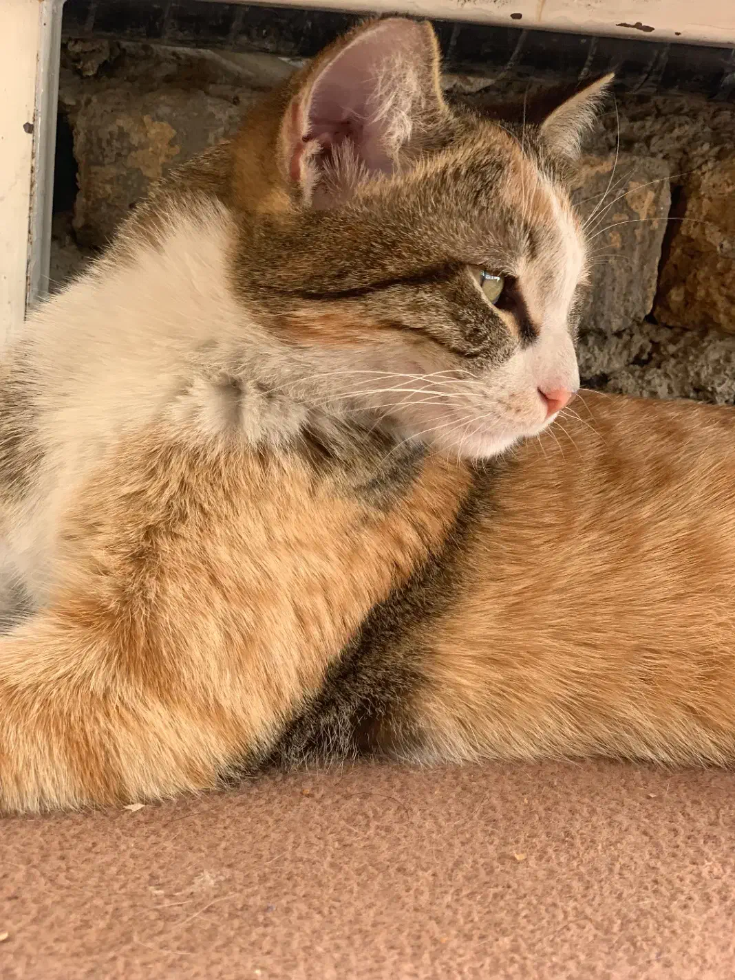 گربه پرشین بریتیش اسکاتیش نیمار مسی|گربه|تهران, منیریه|دیوار