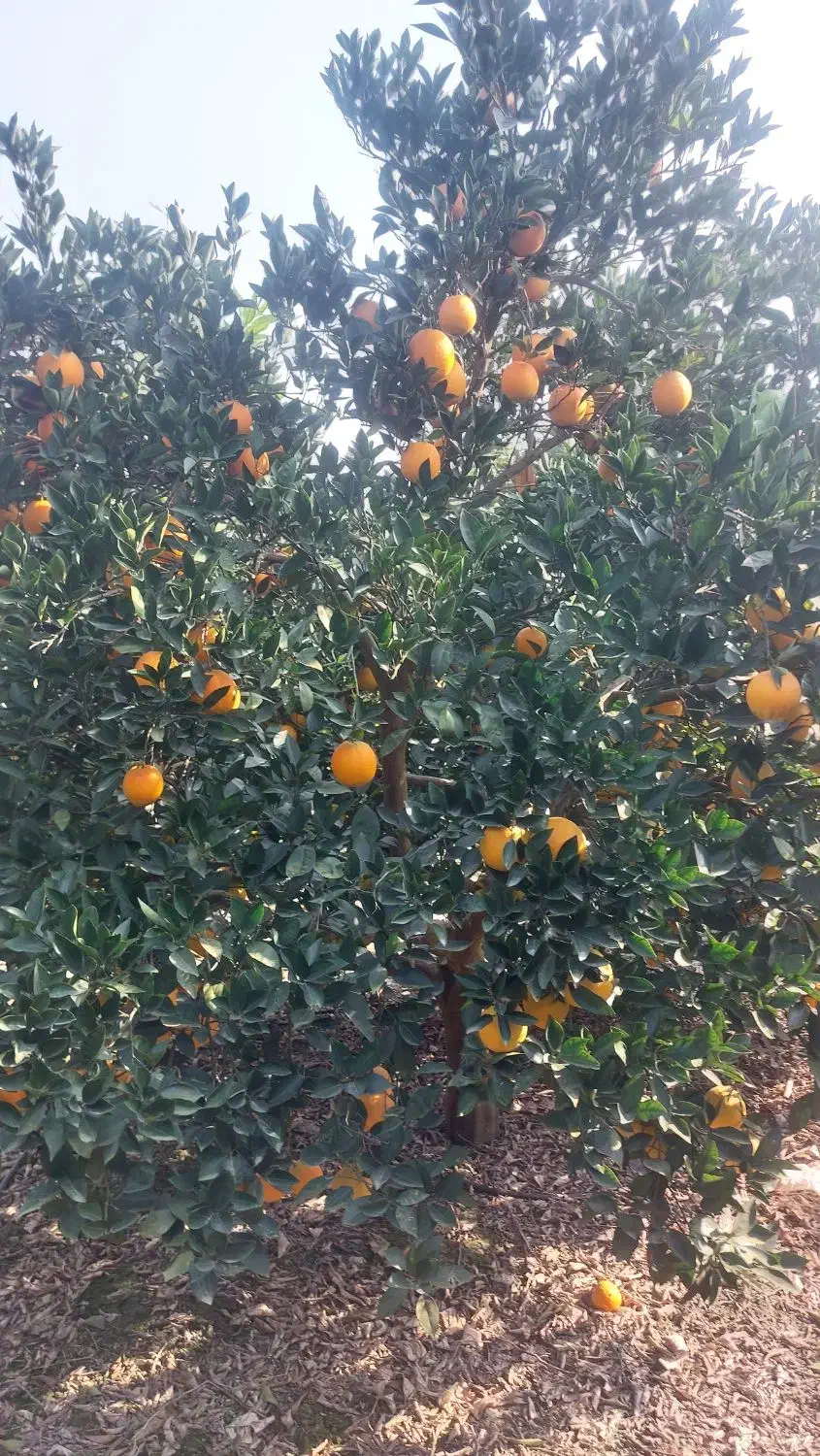 تامسون و پیج فله برگی|خوردنی و آشامیدنی|جویبار, |دیوار