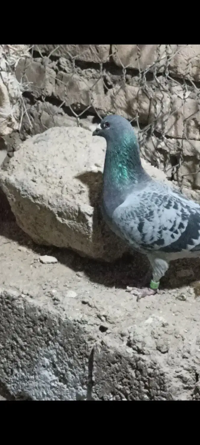 کفتر یا کبوتر|پرنده|مبارکه, |دیوار