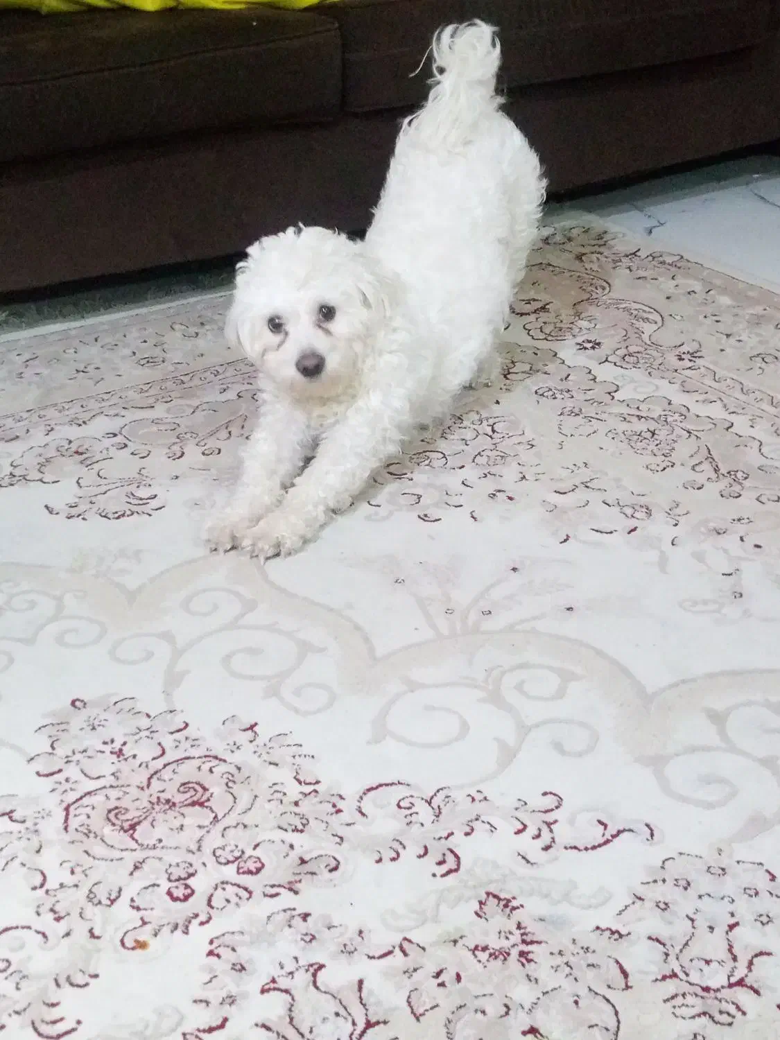 سگ شیتزو ماده|سگ|مشهد, گاز|دیوار