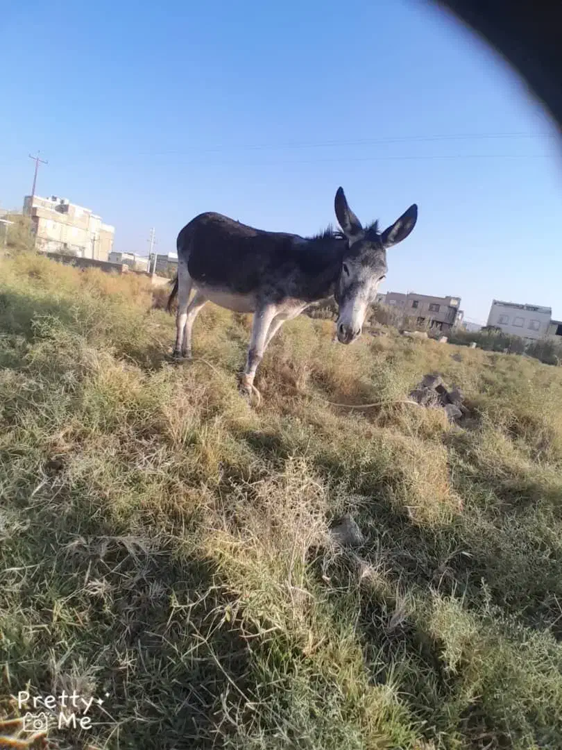 فروش الاغ|حیوانات مزرعه|فسا, |دیوار