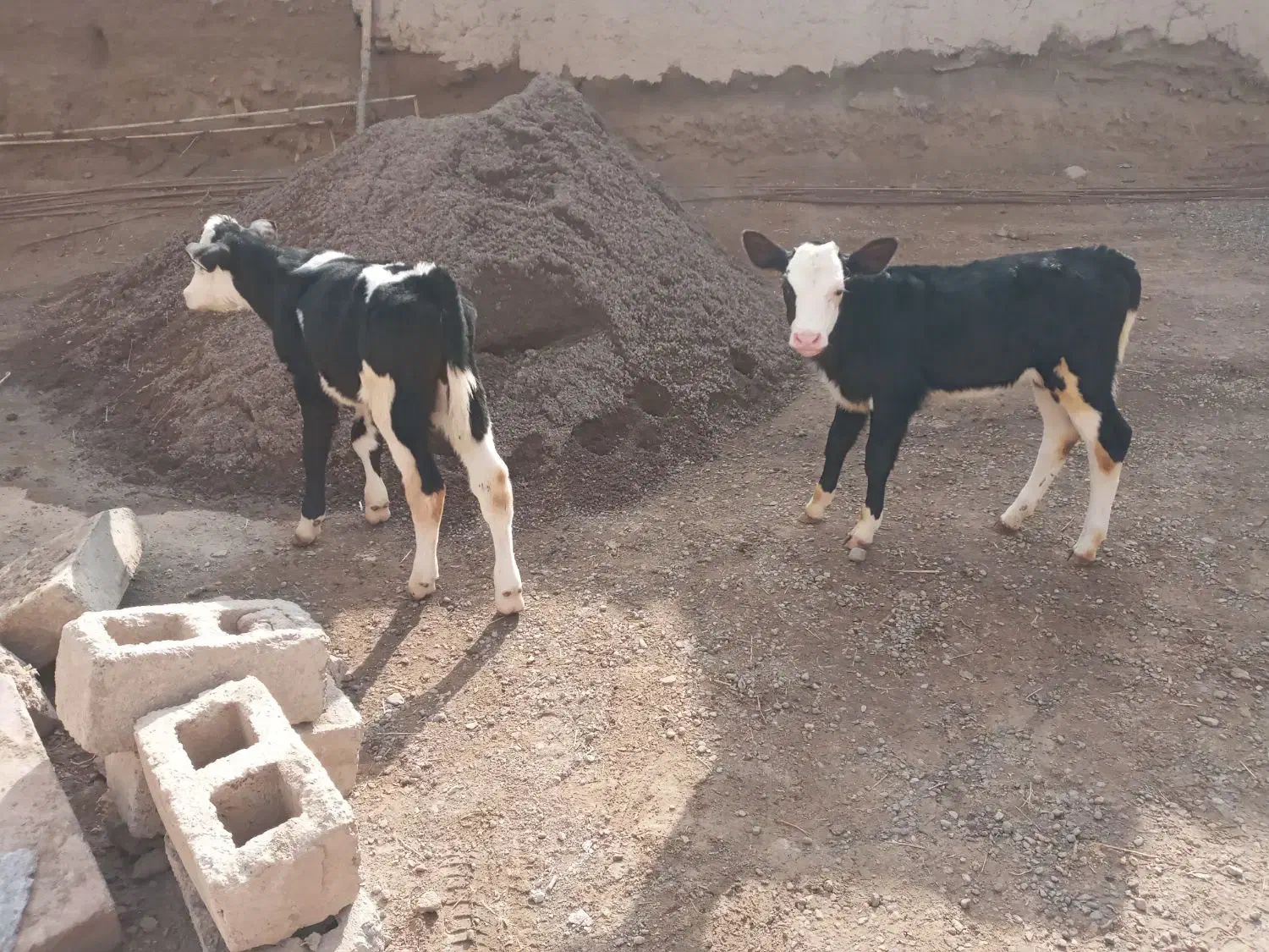 دو عدد گوساله سیمینتال|حیوانات مزرعه|مهربان, |دیوار