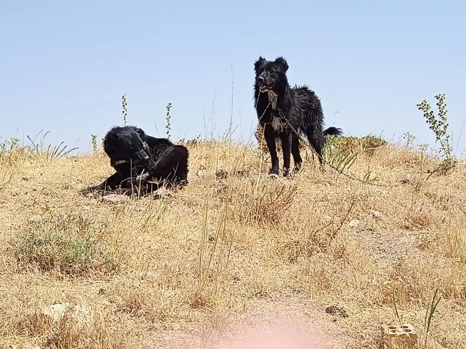 2تاتوله قدرجانی|سگ|کرانی, |دیوار