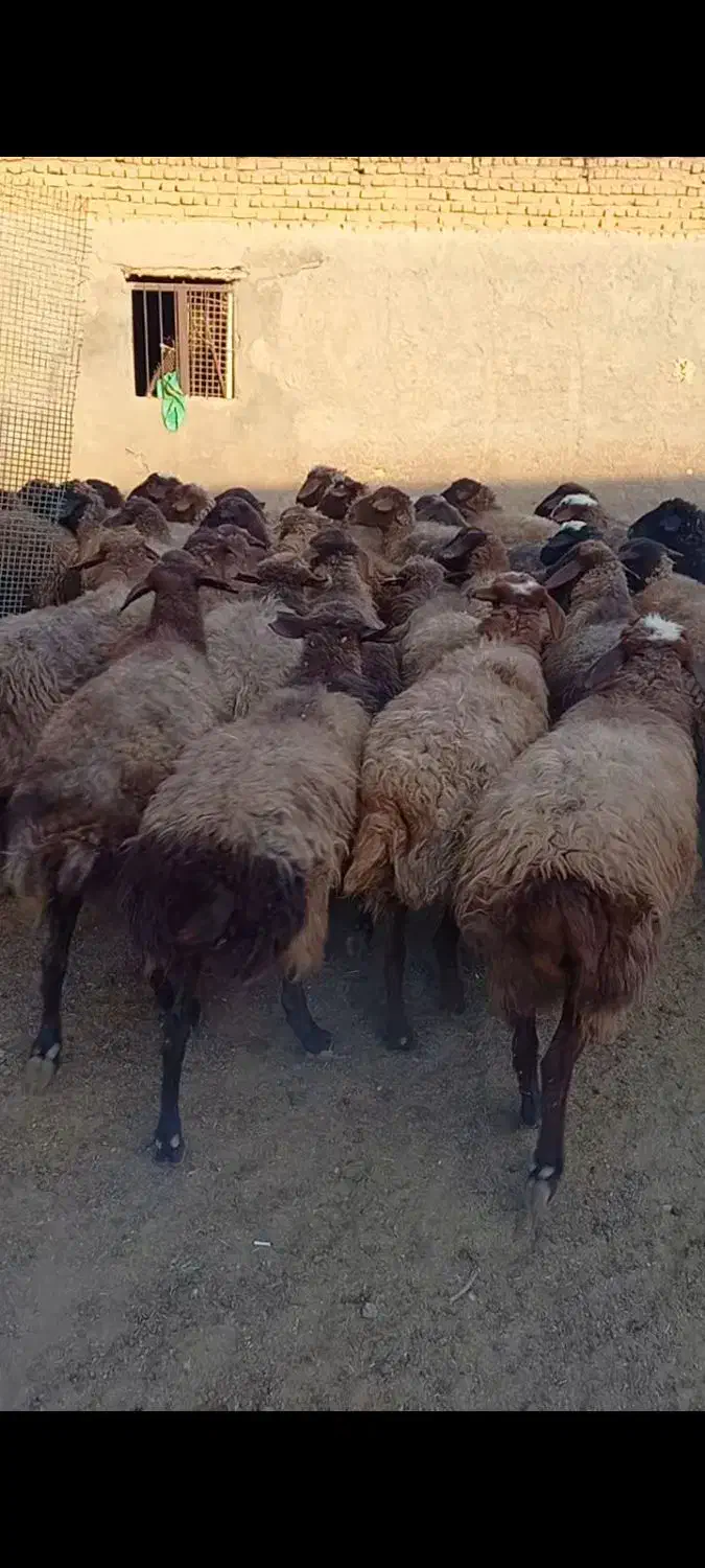 تعداد راس میش کردی درجه یک|حیوانات مزرعه|چناران, |دیوار