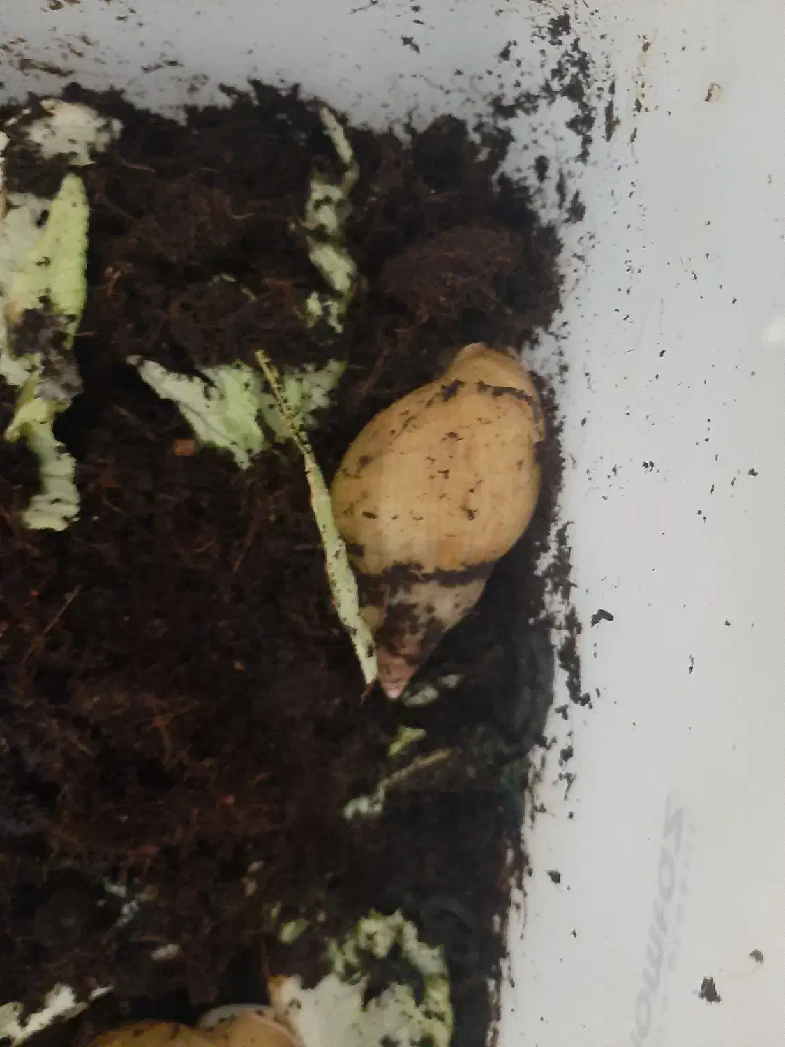 حلزون مولد و نوزاد حلزون و خاویار با کیفیت|خزنده|اراک, |دیوار