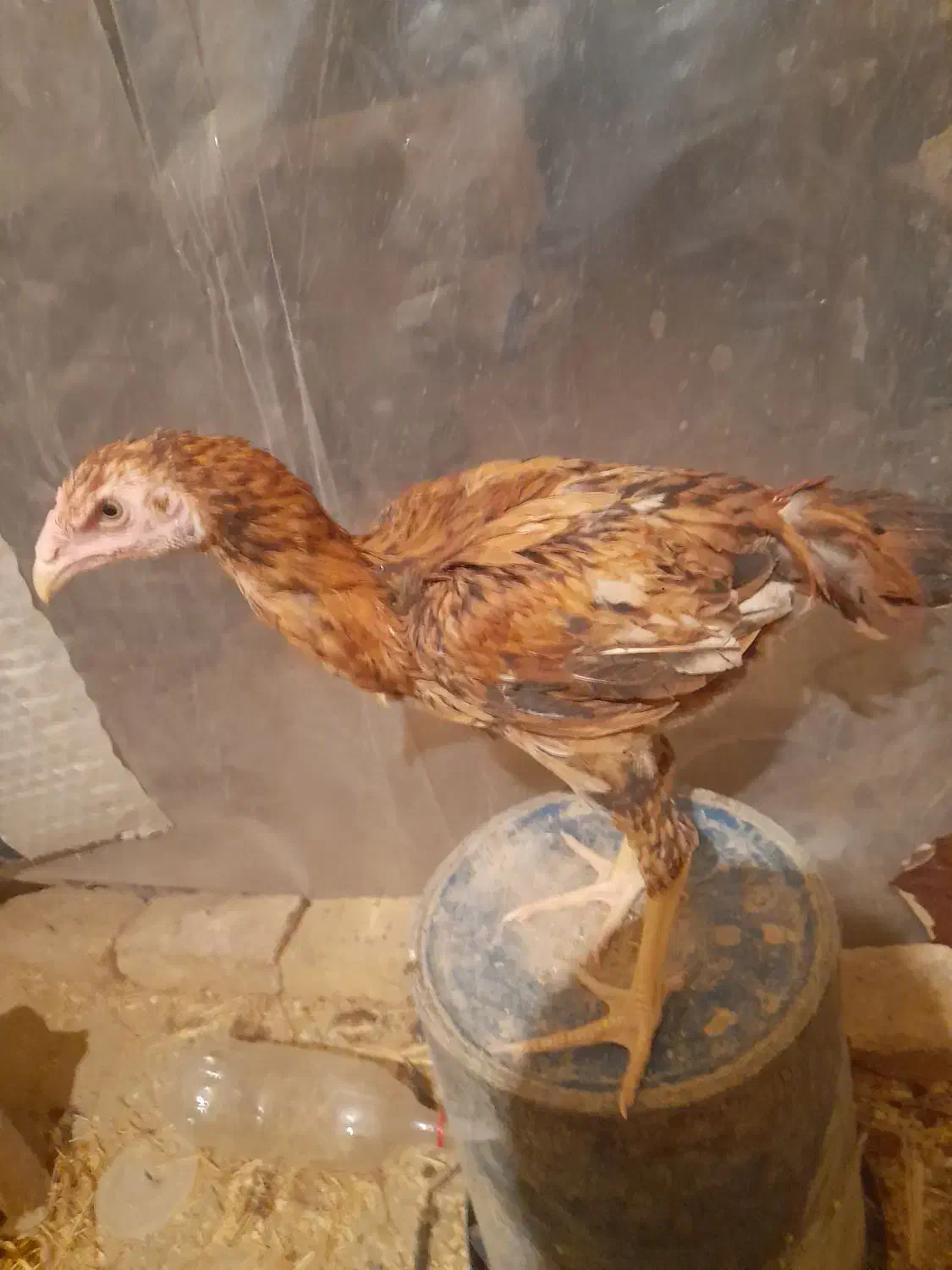 تعدادی جوجه لاری و طاقچه موجود|حیوانات مزرعه|تربتحیدریه, بالا ولایت|دیوار