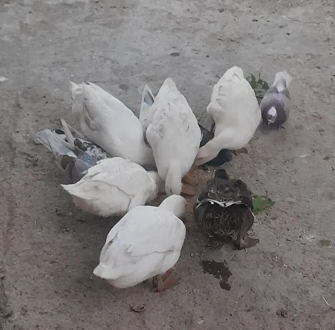 ۶ تا اردک تخم گذار تمیز وسرحال بفروش می رسد.|حیوانات مزرعه|سوق, |دیوار