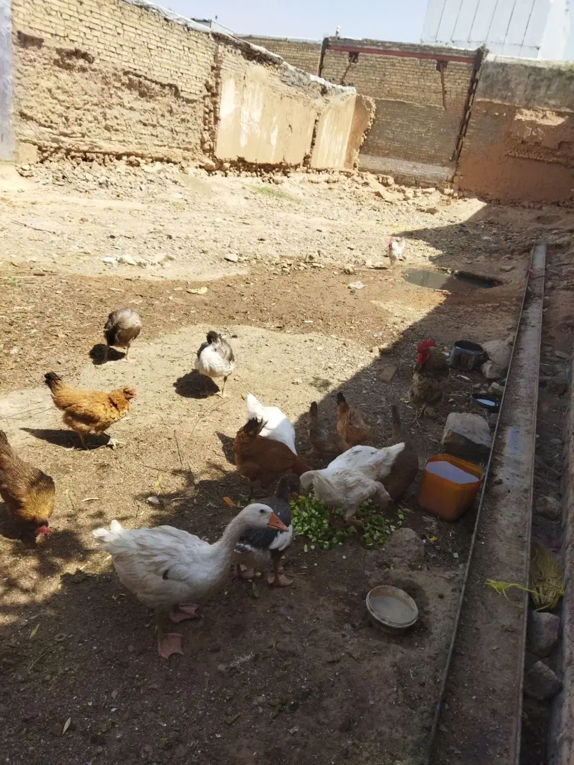 غاز|حیوانات مزرعه|کوهدشت, |دیوار