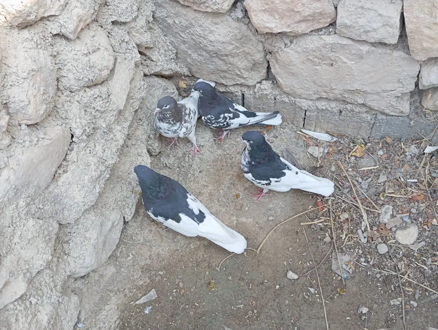 یال سیاه یال قهویی|پرنده|کازرون, |دیوار