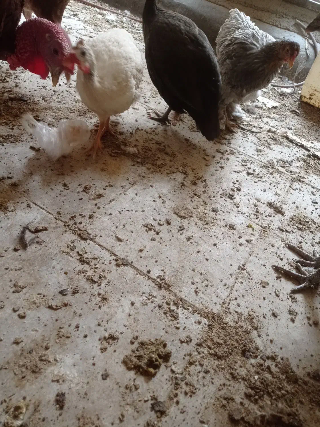 سه عدد مرغ شاخدار|حیوانات مزرعه|تهران, هفده شهریور|دیوار