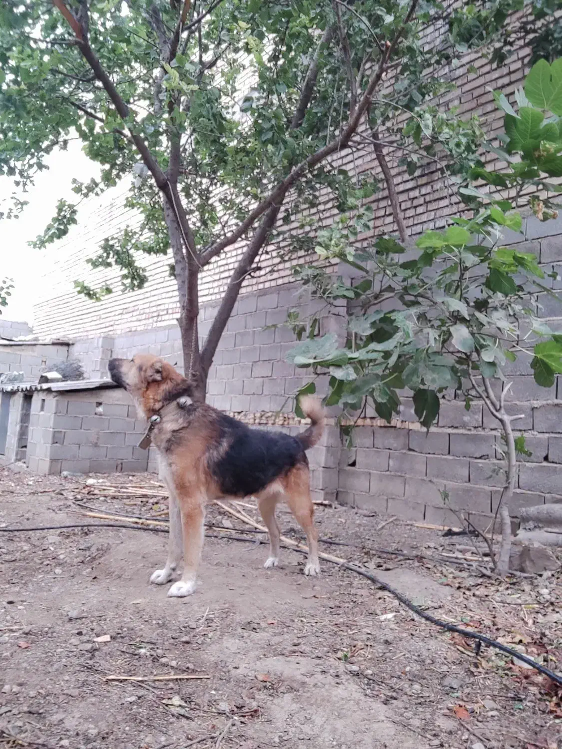 واگذاری سگ|سگ|رامیان, |دیوار