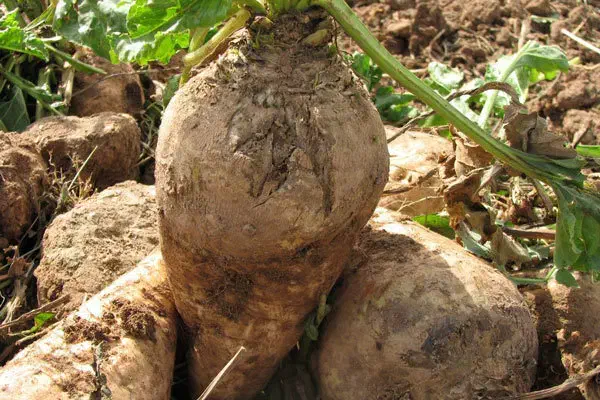 چغندر|حیوانات مزرعه|دینور, |دیوار