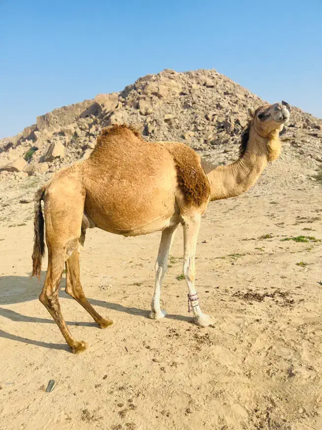 شتر|حیوانات مزرعه|قشم, |دیوار